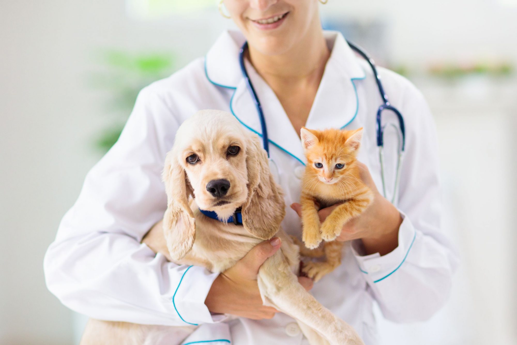 True Pet Wellness Hinges On Routine Exams