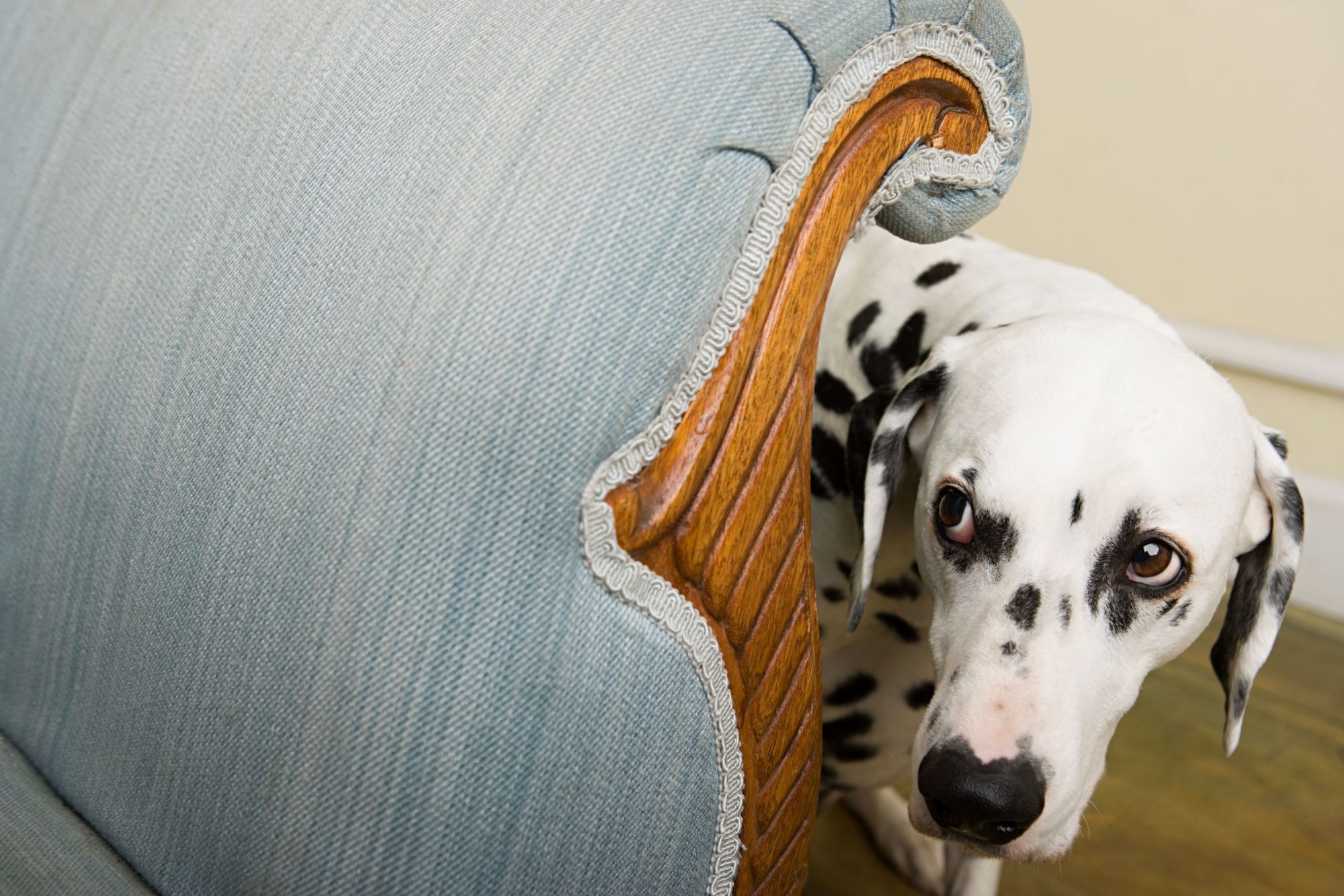 How to Calm a Stressed-Out Dog