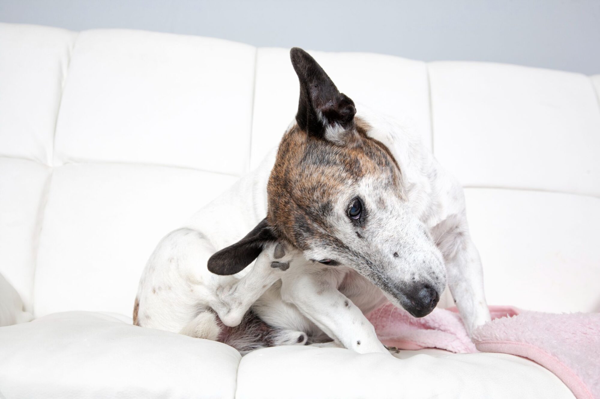 How to Spot Signs of Fleas & Heartworms on Your Pets