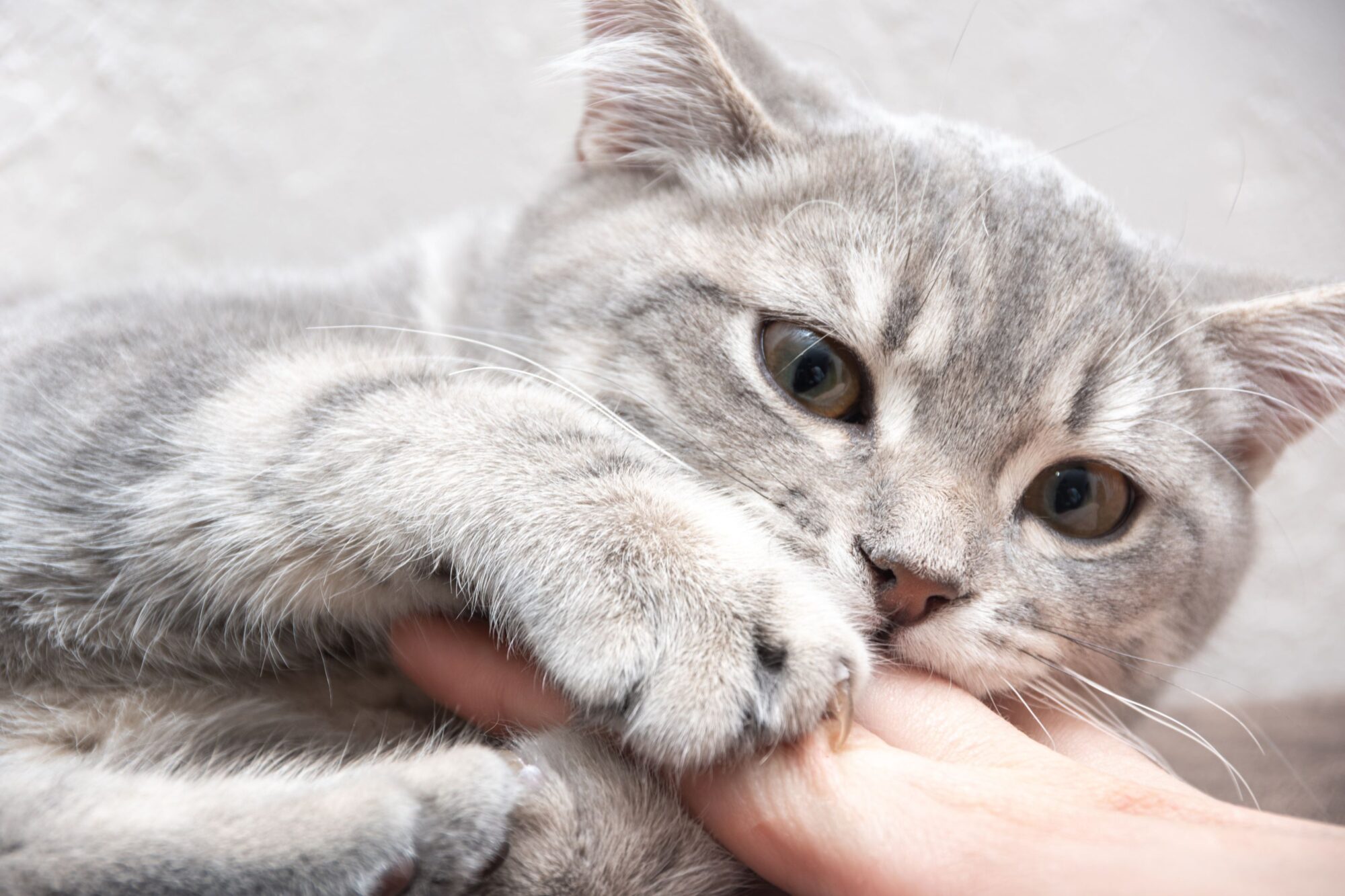 What’s the Big Deal About Cat Scratch Fever?