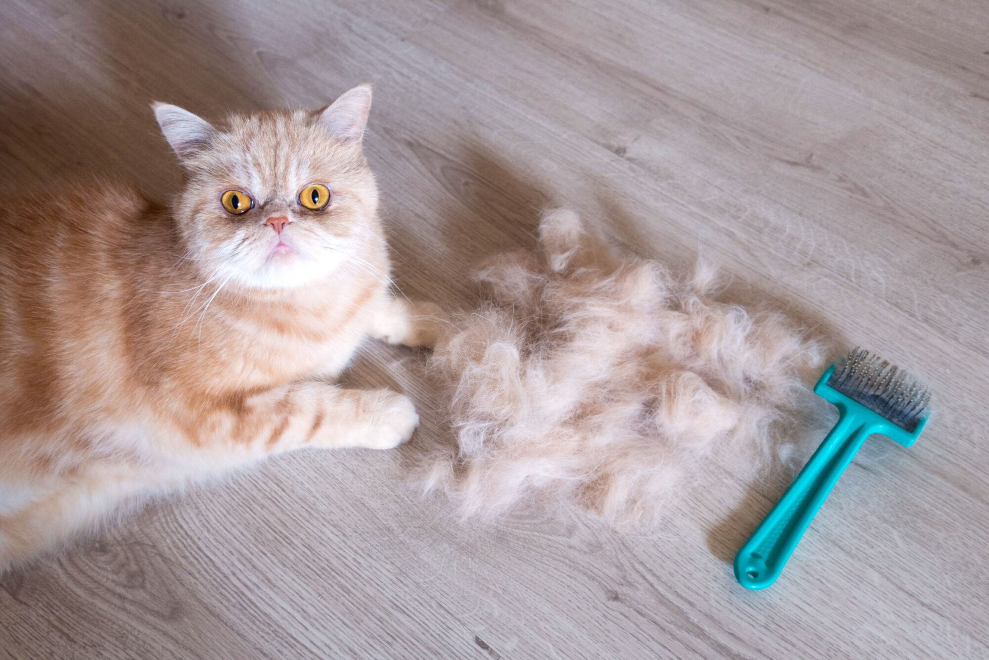 Seasonal vs Abnormal Shedding: When to Worry About Your Pet