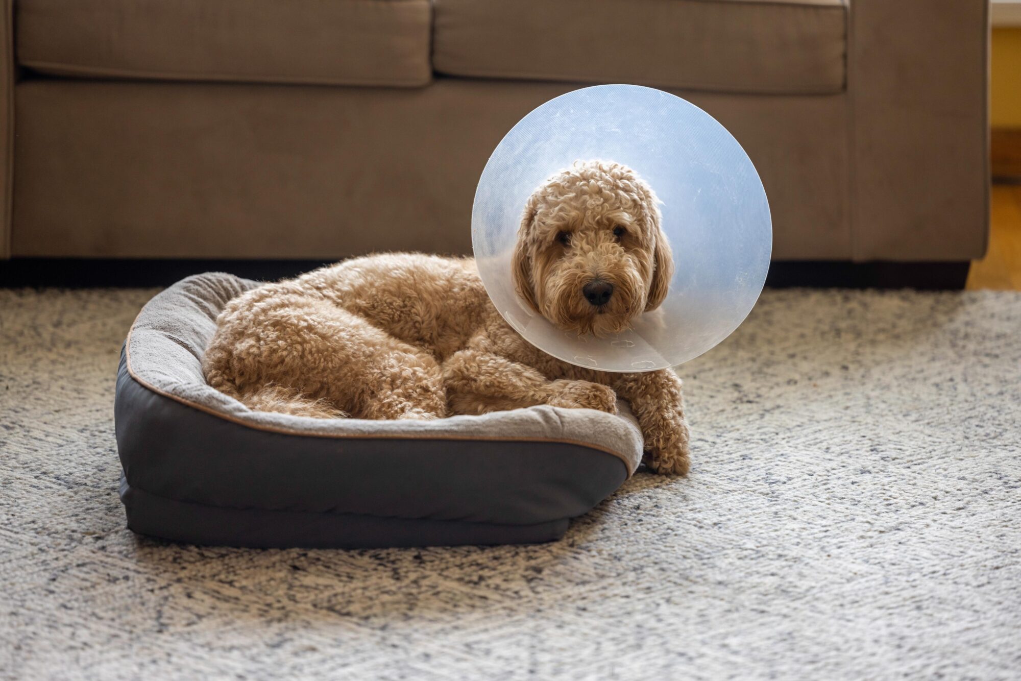 Spaying and Neutering FAQ: Common Concerns Addressed for Pet Owners