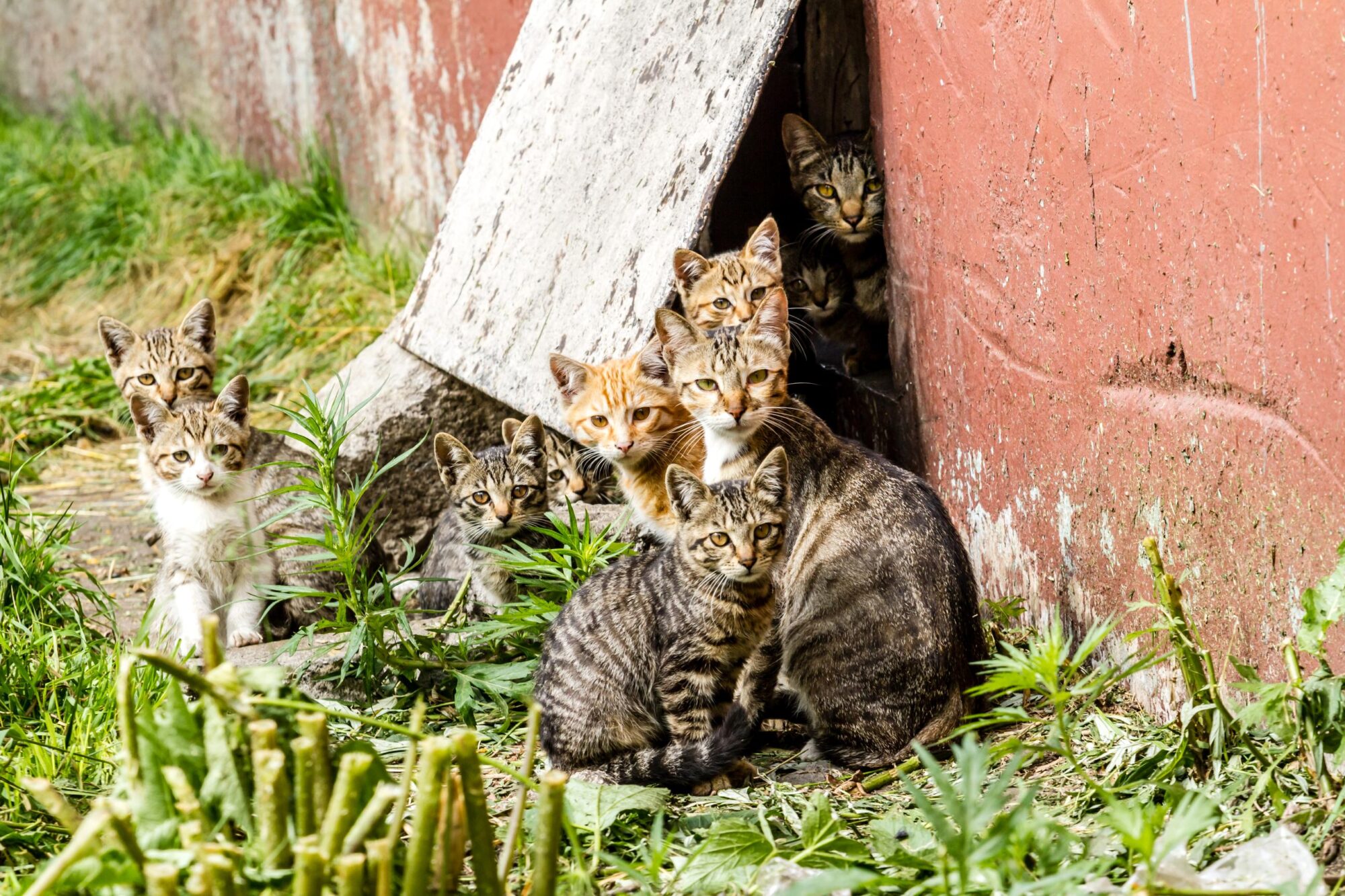 The Benefits of Spaying and Neutering: Promoting Population Control in Akron’s Pet Community