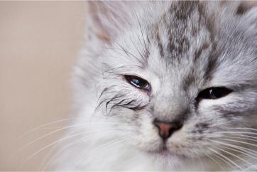 Common Feline Allergies