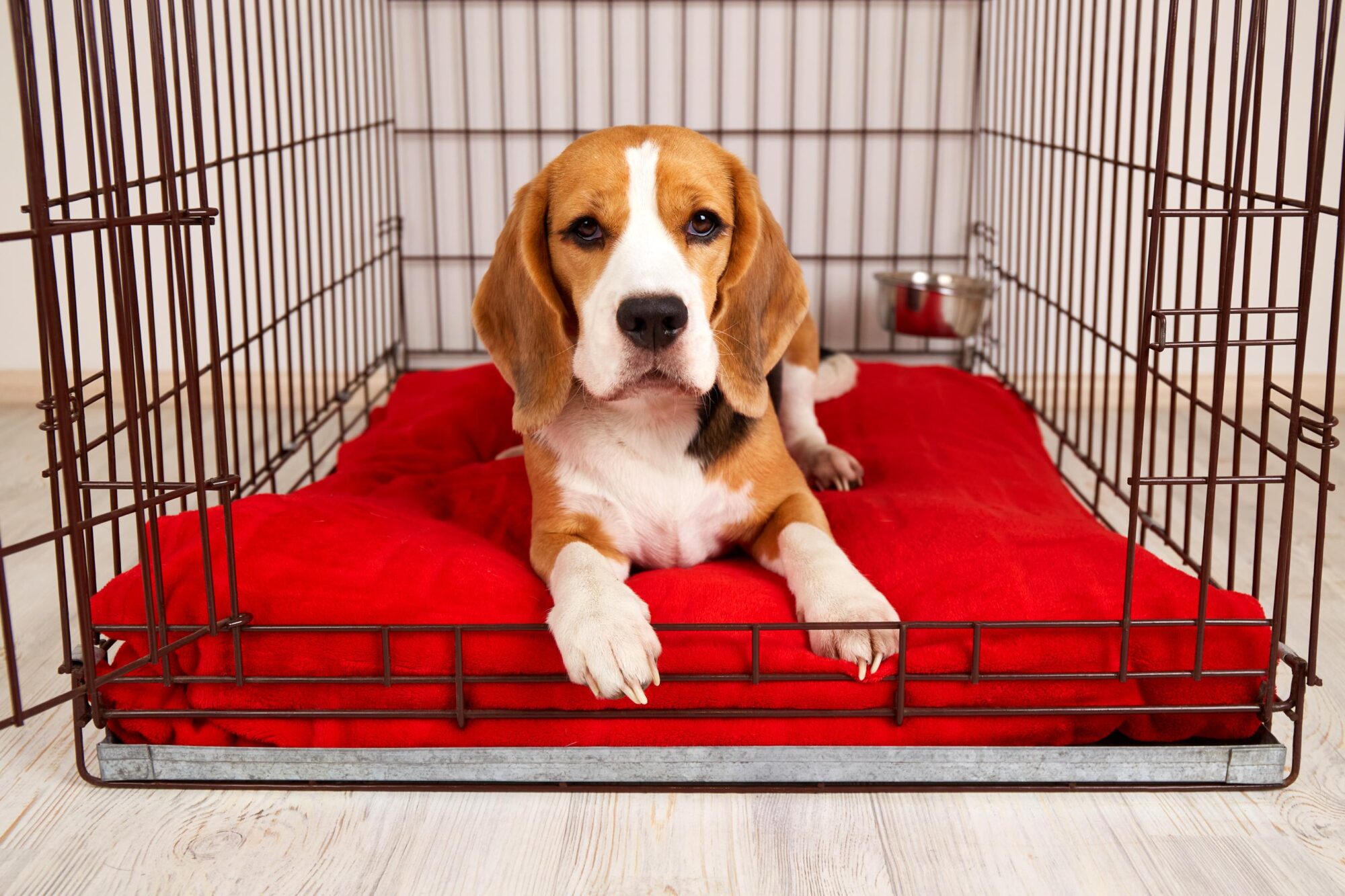 Tips for Crate Training Your Dog