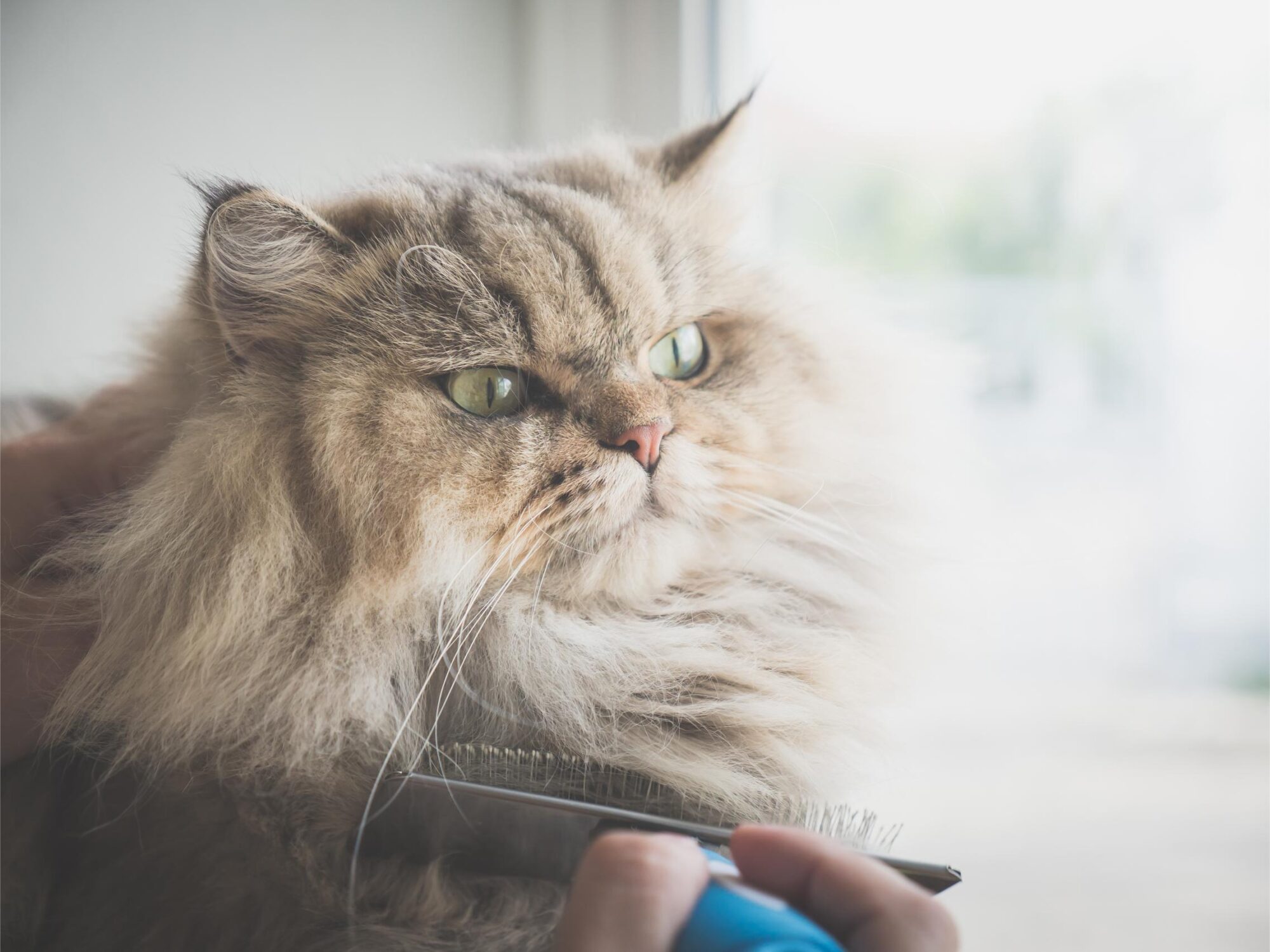 How to Keep Your Long Haired Cat’s Fur From Matting