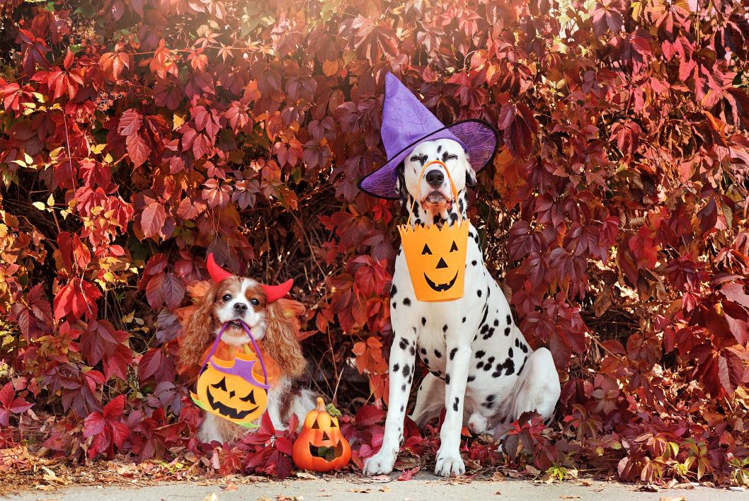 Halloween Safety Tips for Pets