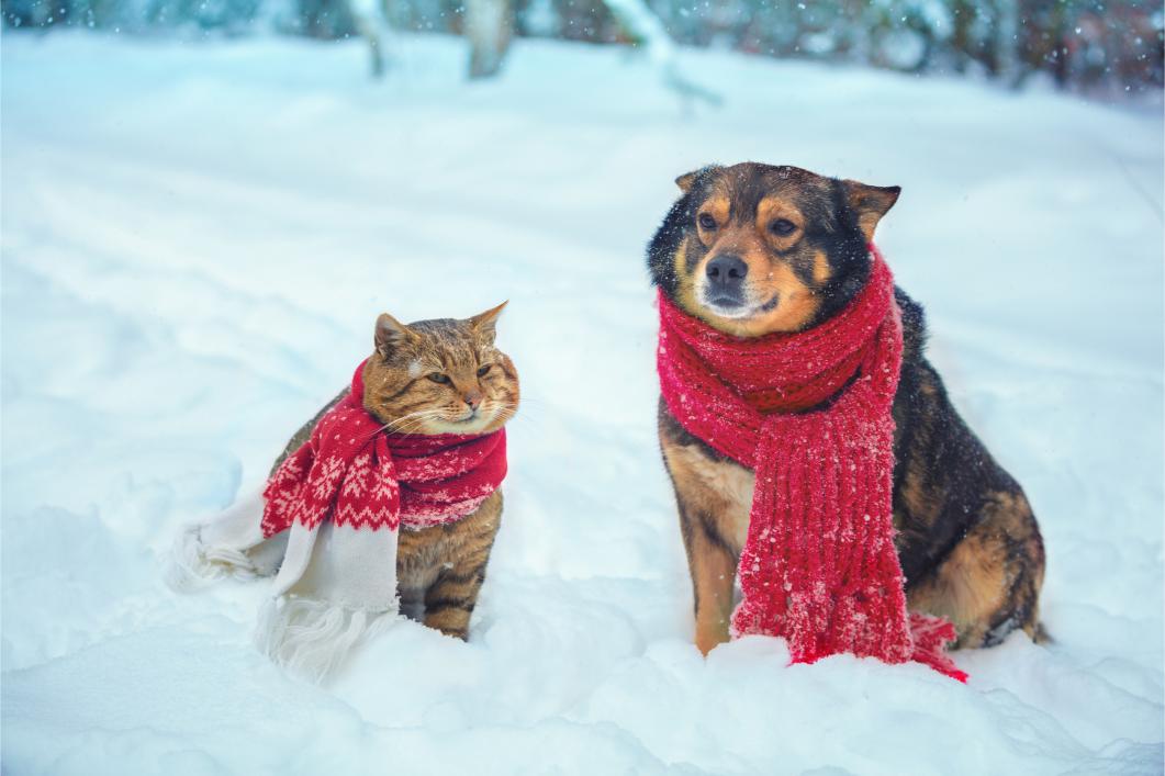 Winter Pet Care in Ohio