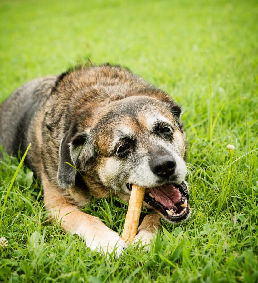 Dental Care for Senior Pets