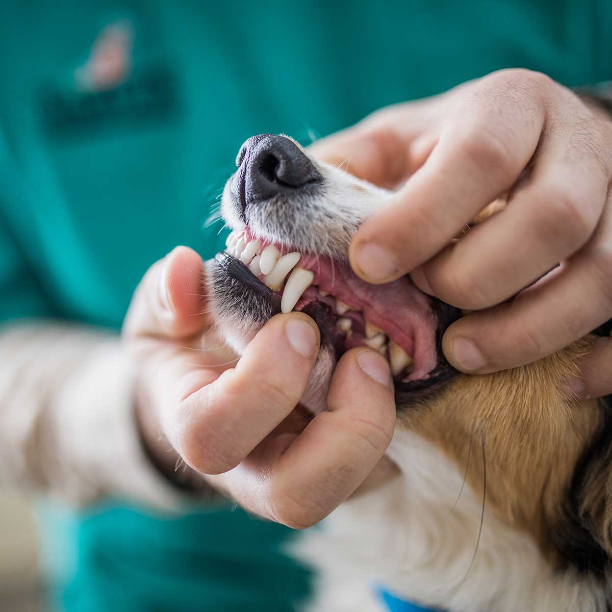 dental-care-for-dogs-cats-the-gentle-vet