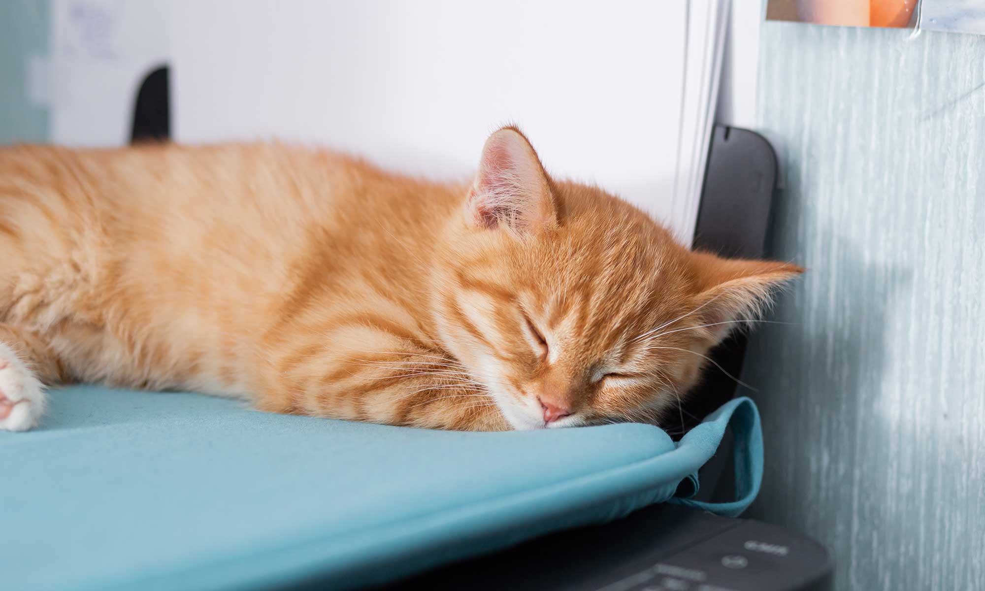 A cat laying on a pad on top of a printer